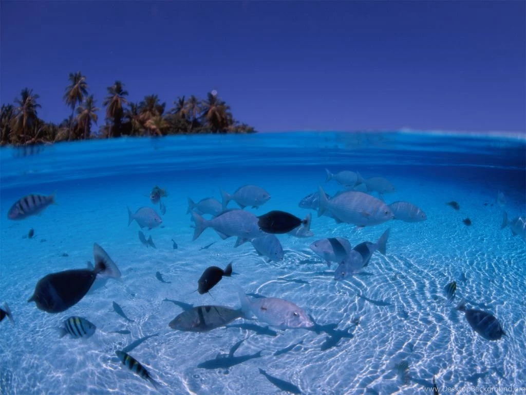 Microsoft Free Screensavers And Wallpapers Wallpapers Cave