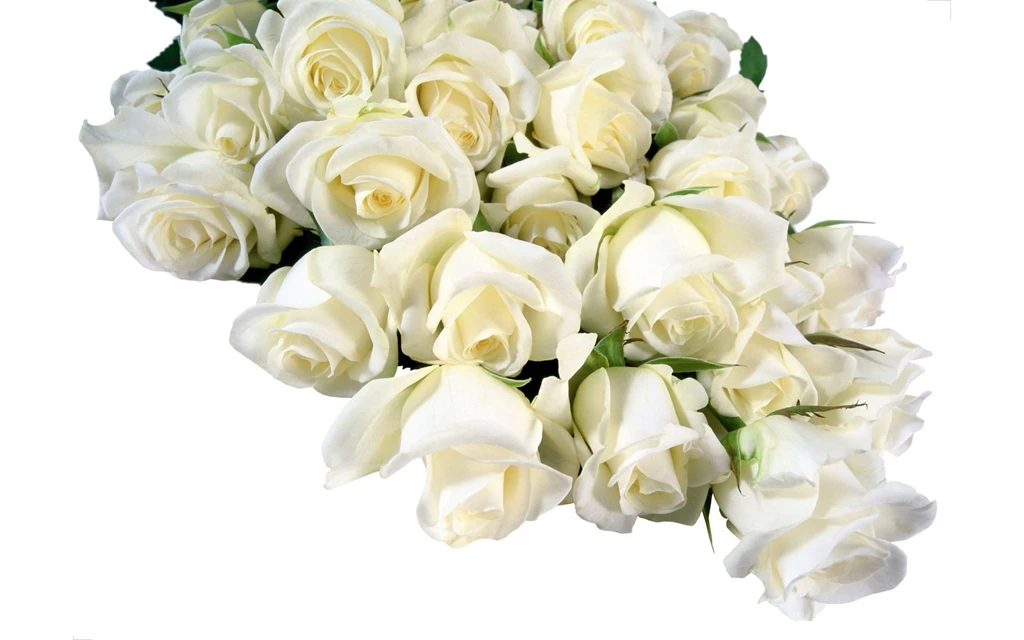 A Bouquet Of White Roses Wallpapers And Images Wallpapers ...
