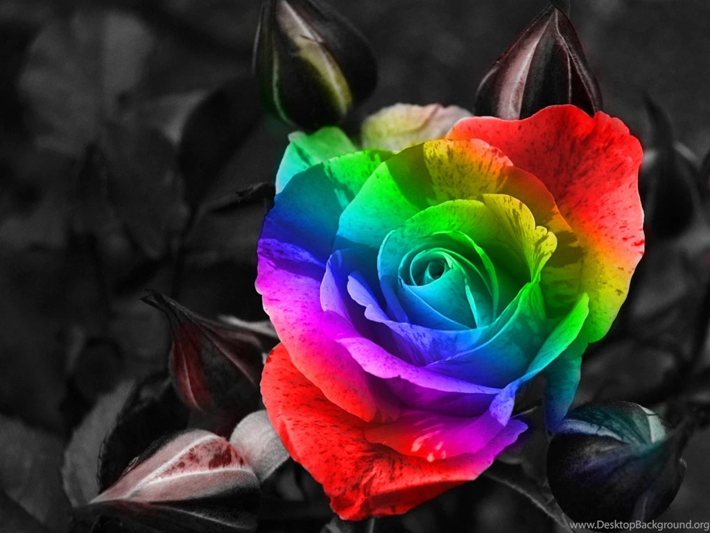 Wallpapers Rainbow Hd Roses Rose 1600x1200