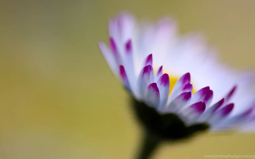 Sweet Flower Images And Wallpapers Download