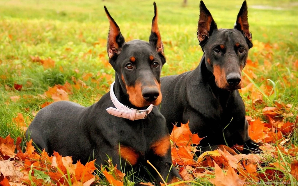 Angry Doberman Pinscher Wallpaper.