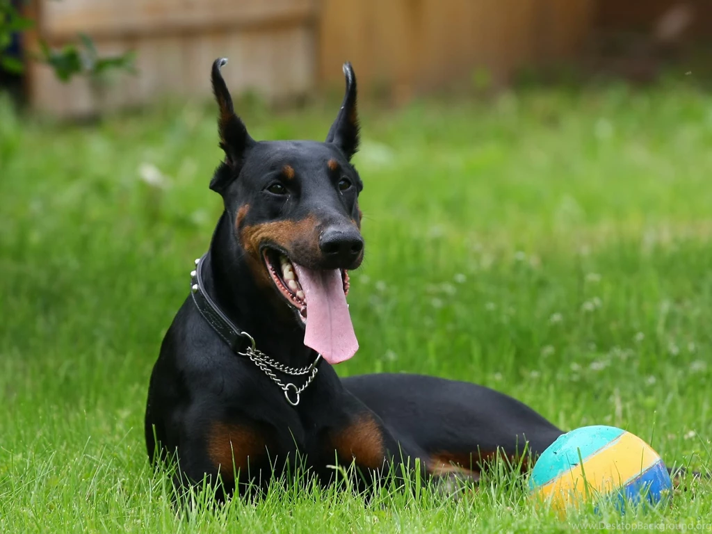 Doberman Pinscher Wallpapers
