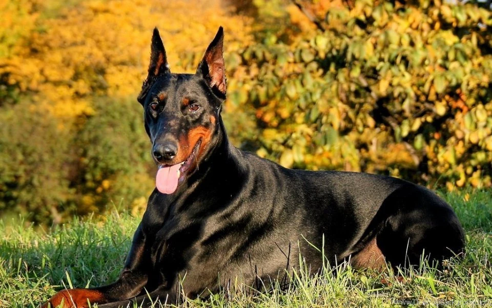 Doberman Wallpapers, Images, Photos, Pictures & Pics