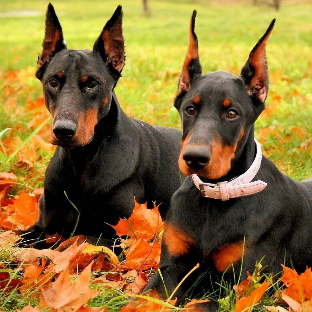 Cute Doberman Pinscher iPad Wallpapers 1024x1024