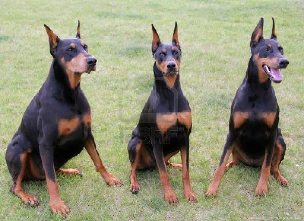 Cute Doberman Pinscher Dogs Photo And Wallpaper. Beautiful Cute ...