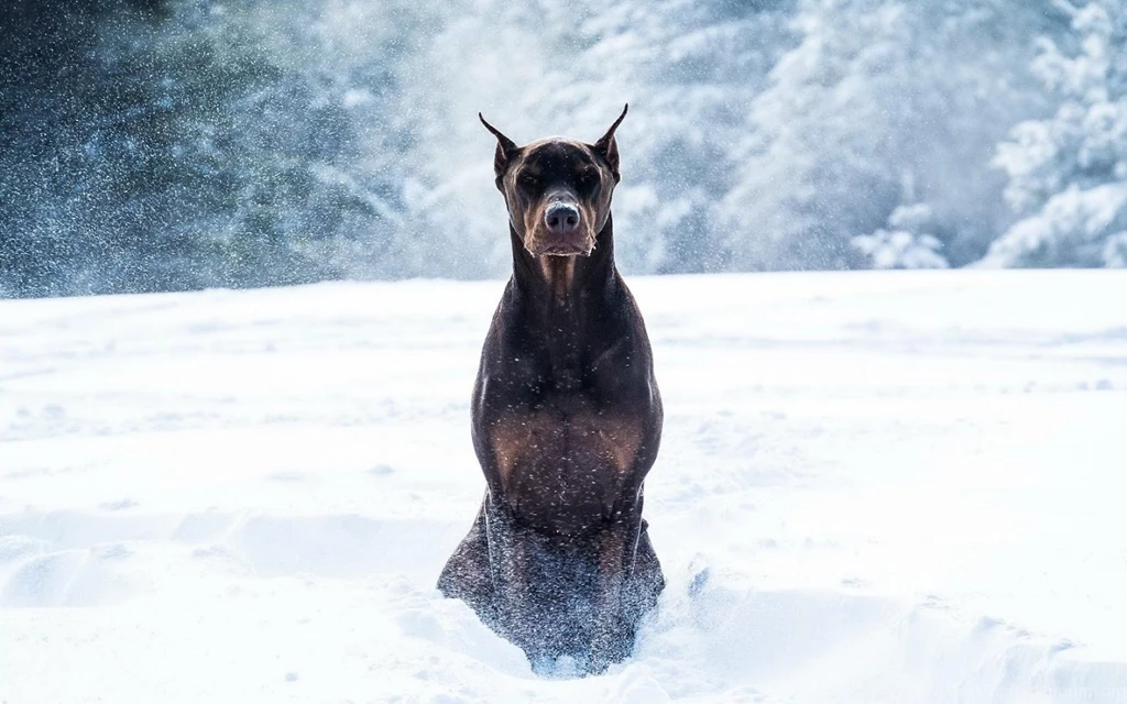 Doberman Dog Live Wallpapers Android Apps On Google Play