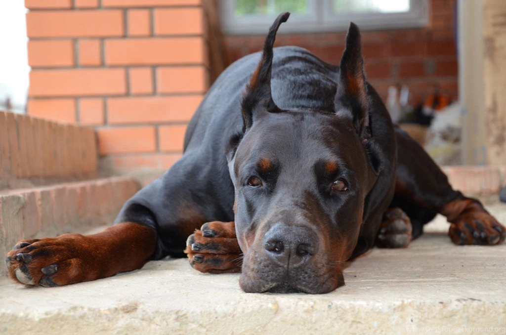 Doberman Pinscher 297 Wide Wallpapers DogBreedsWallpapers.com