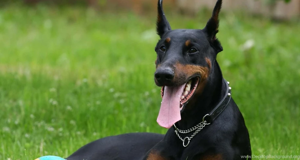Pictures Of Doberman Pinscher On Animal Picture Society
