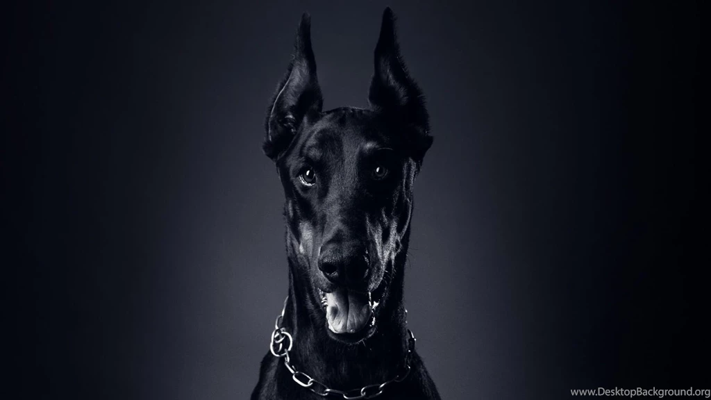 Doberman Dog Live Wallpapers Android Apps On Google Play