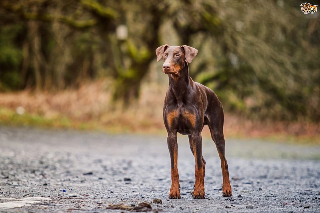 Doberman Pinscher 187 High Resolution Wallpapers ...