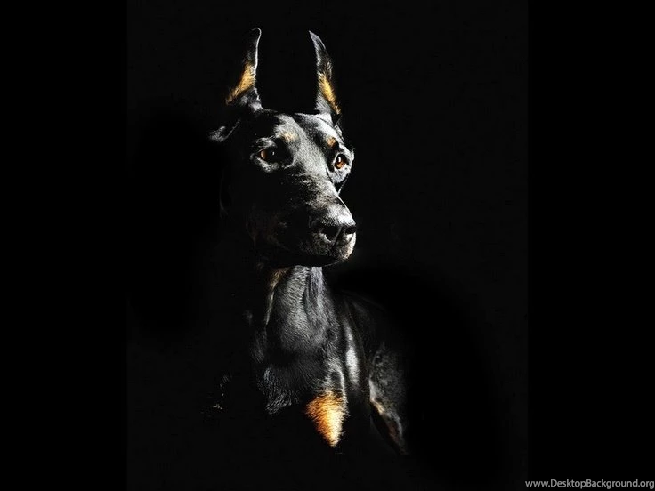 Dobermans On Pinterest
