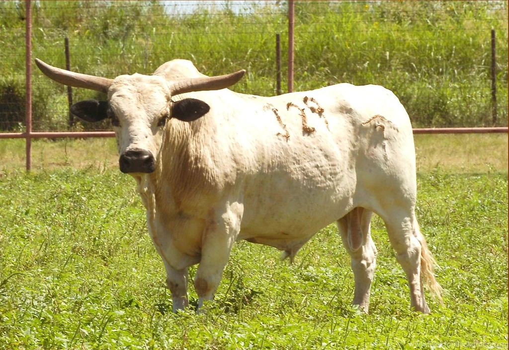 Bull Animal Hd Wallpapers Free Download 1080p