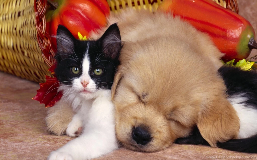Cute Animals Wallpapers Download
