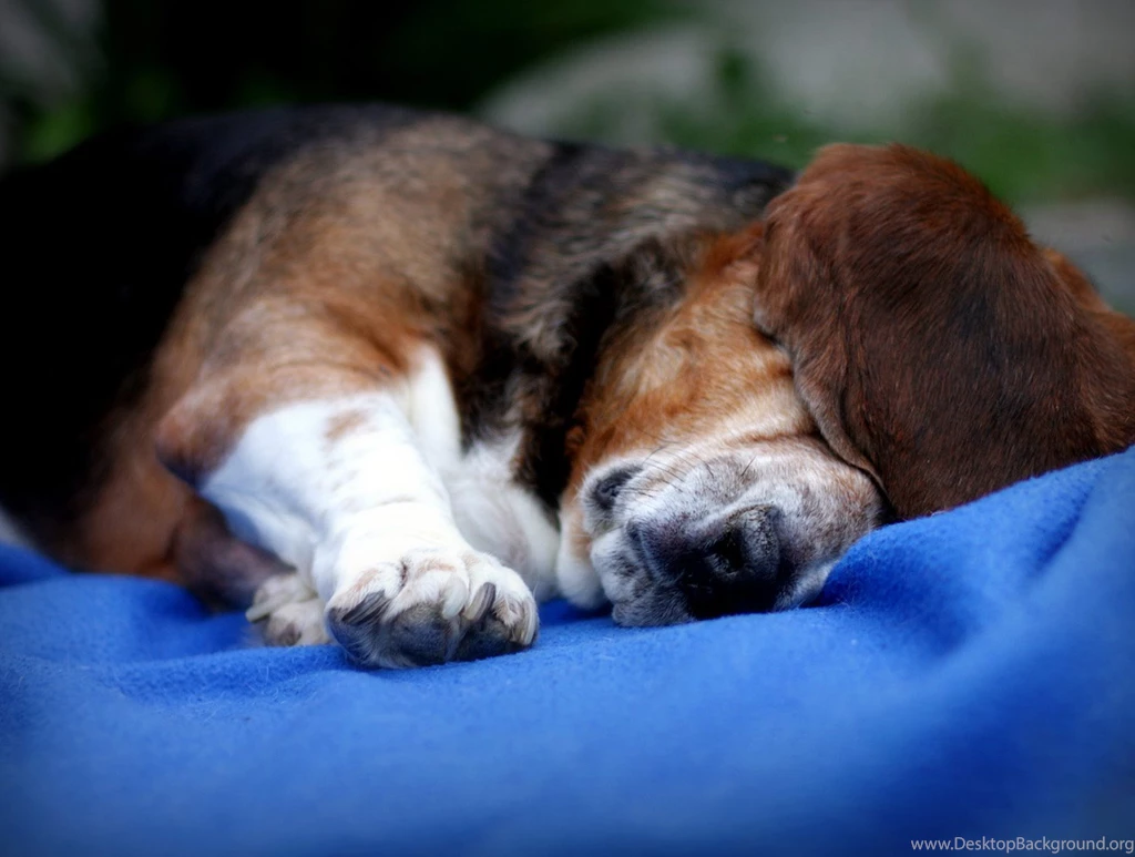 Animal Wallpapers, Wild Animal Wallpapers, Animal Planet, Free ...