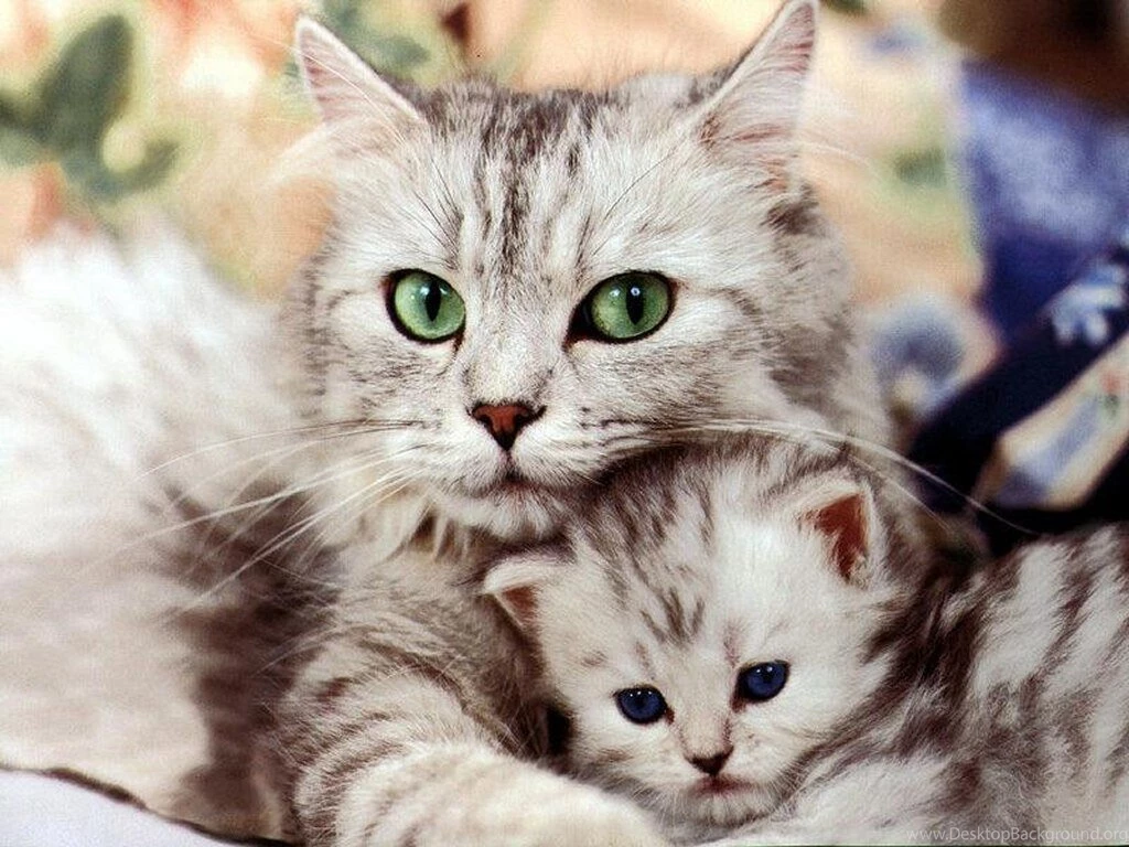 Animal Wallpapers