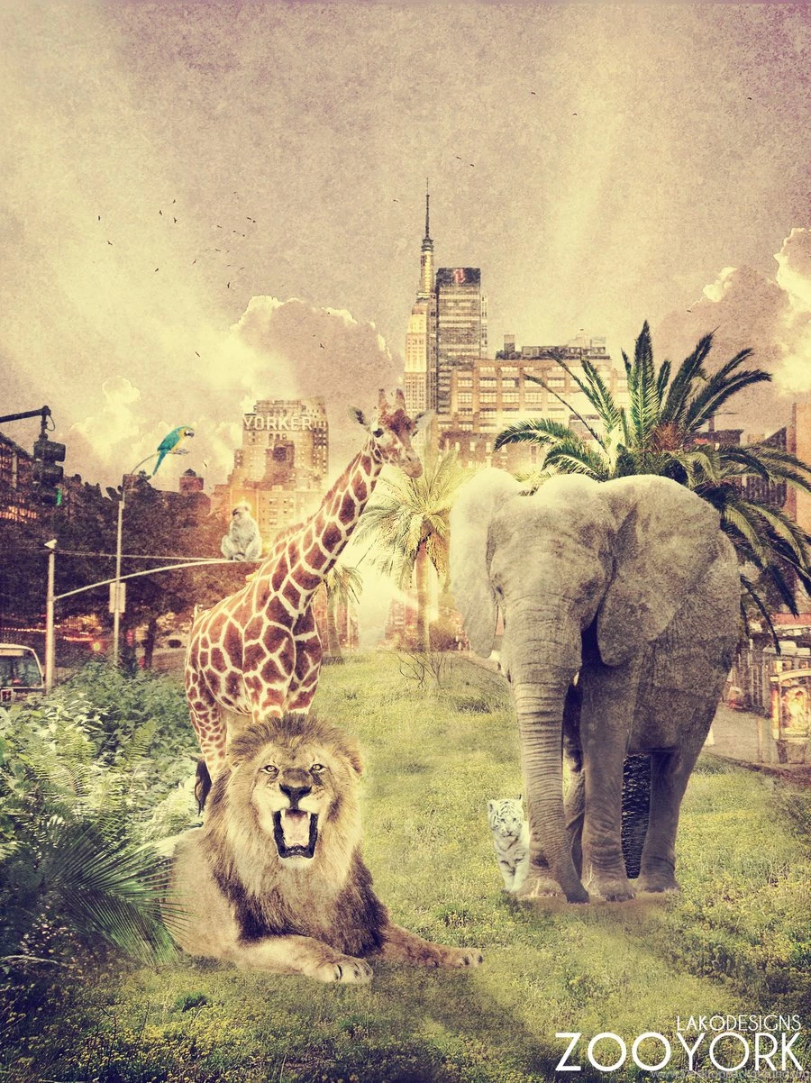 Zoo York By LakoDesigns On DeviantArt