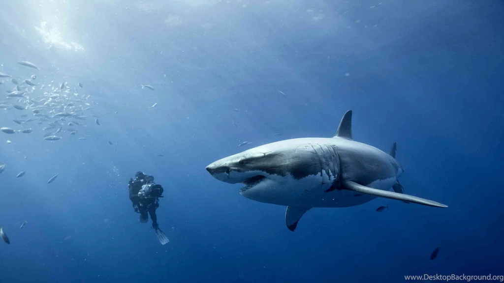 4713x3846px Great White Shark Backgrounds By Becca Curram