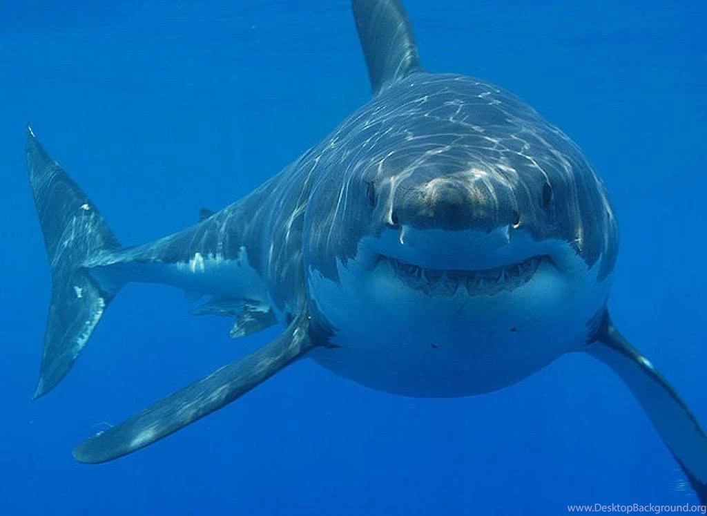 Great White Sharks Wallpapers Android Apps On Google Play