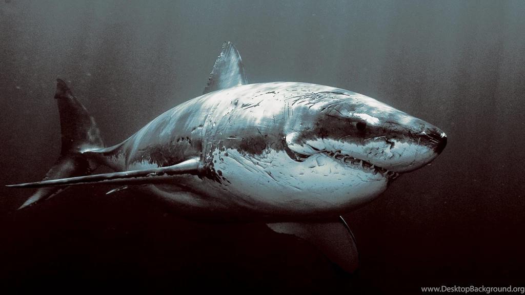 Pics, Facts, Funny Stuff About Animals & Nature Shark Backgrounds ...