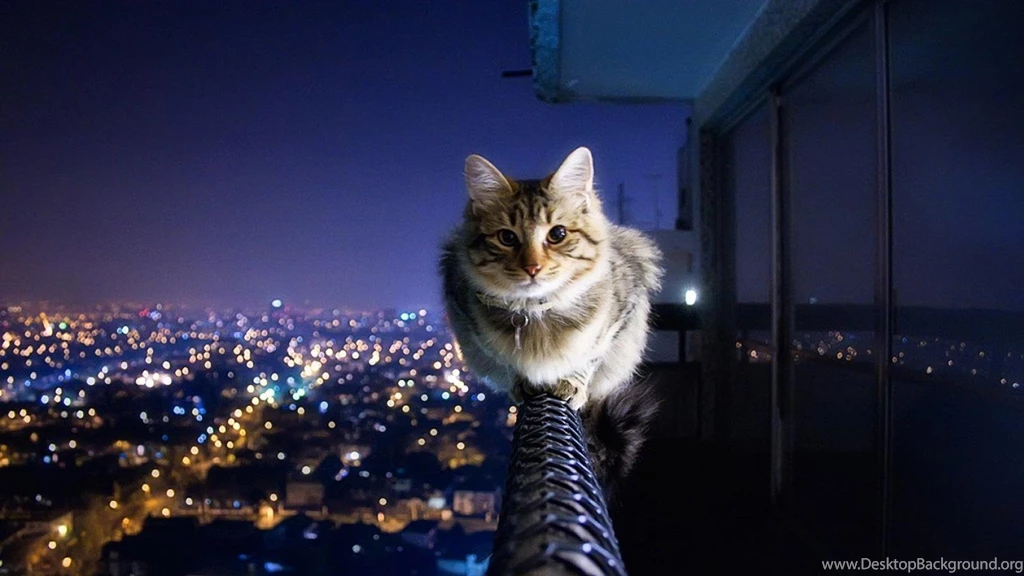 Cat And Cityscape Wallpapers 1366x768   (