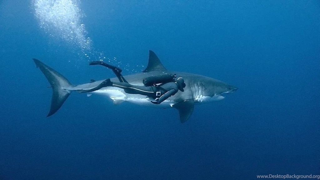 Sharks Wallpapers Page 5: Small Shark Shark Small Animals Fish Cub ...