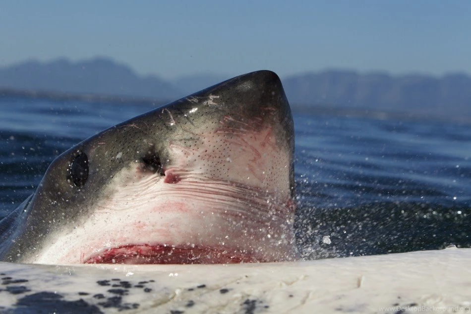 Sky Sharks: Pictures Of Super Predators Snatching Prey From The ...