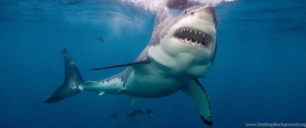 Great White Launches Out Of The Sea, Photobombs Other Shark   ABC News