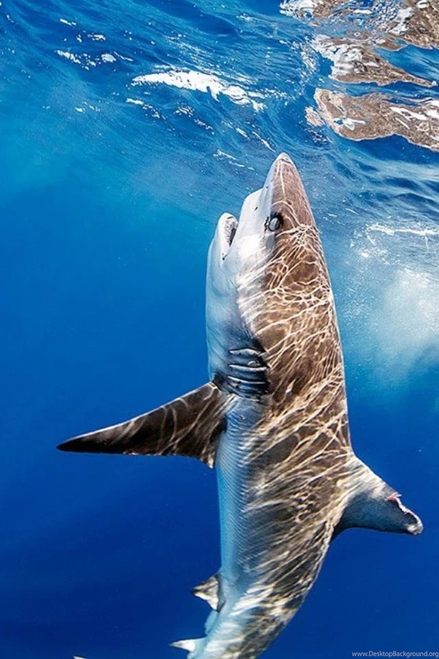 The Great White Shark Is The Biggest Shark Ranging 10 12ft In ...
