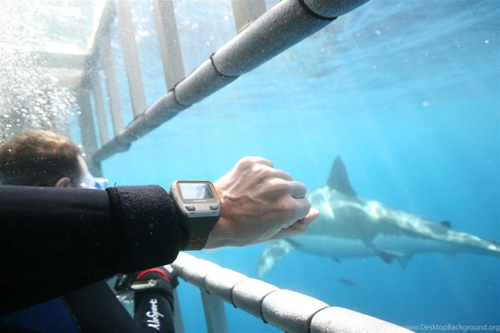 Isla Guadalupe Great White Shark Diving – Day 4