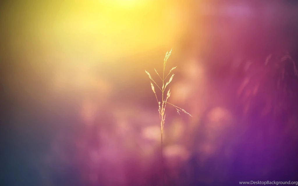 Close Up Flower Blur Flowers Plant The Field Meadow Nature ...