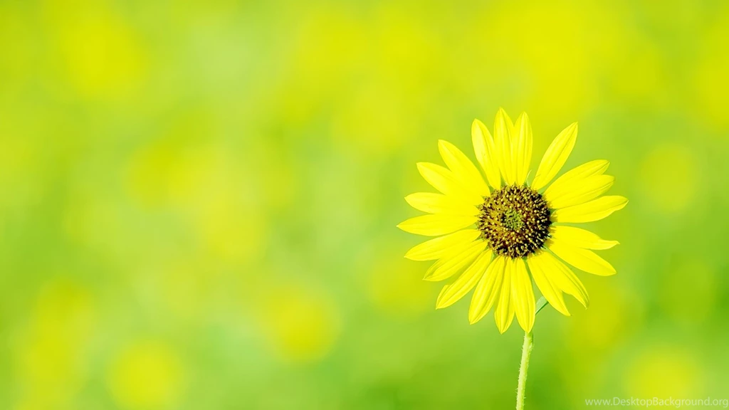 Innovative, Green, 2560x1440 HD Wallpapers And FREE Stock Photo