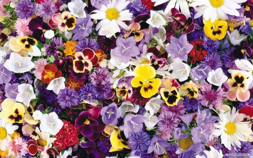 Free Images Flowers Desktop Backgrounds