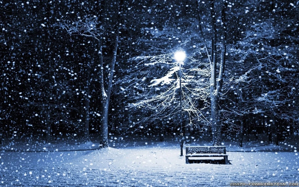 Dark Winter Night Forest