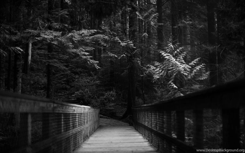 Forest Path 3000x2000 Wallpapers – Nature Forests HD Desktop Wallpapers