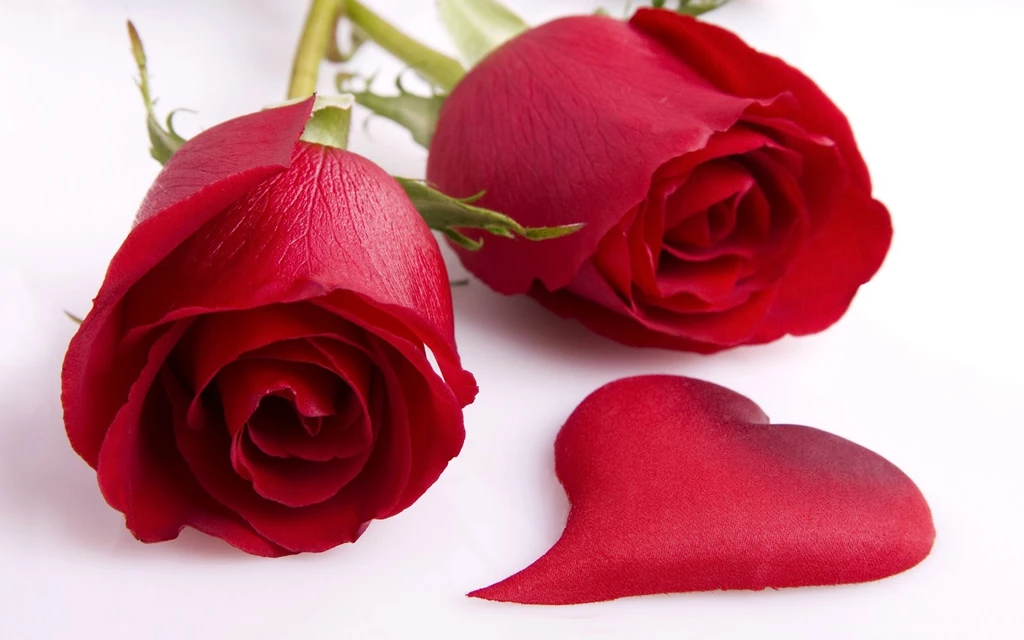 Kinds Of Wallpapers: Rose Flower Wallpapers