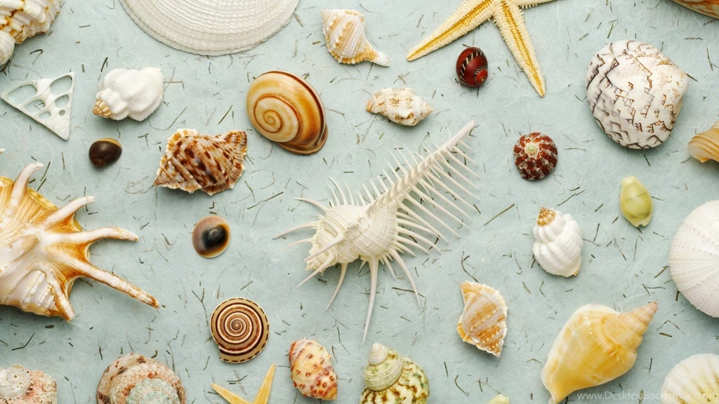 Different Types Of Seashells Wallpapers And Images   Wallpapers ...
