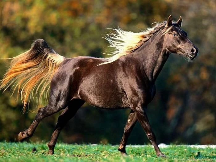 Kinds Of Wallpapers: Wild Animal Wallpapers