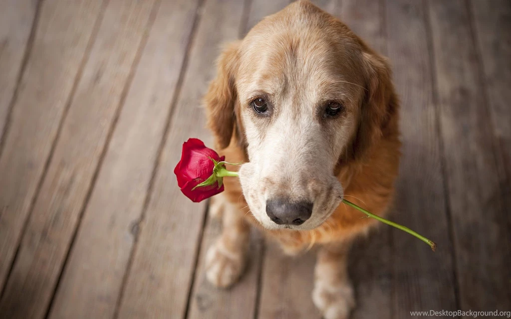 HD Dogs Wallpapers And Photos