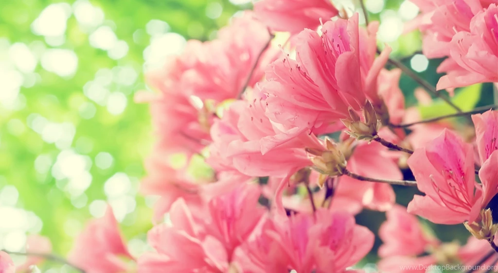 Beautiful Spring Landscape Backgrounds Wallpapers Attachment 16720 ...