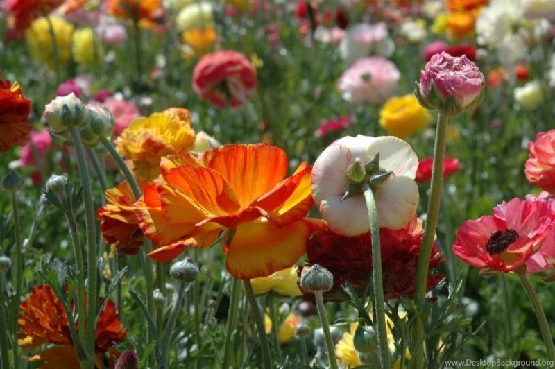 LOVELY FLOWERS: MAGIC OF COLOUR FLOWERS High Resolution Images ...