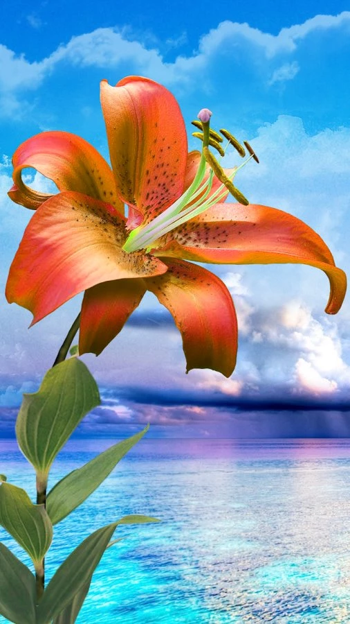 Flowers. Magic Touch Wallpapers   Android Apps On Google Play