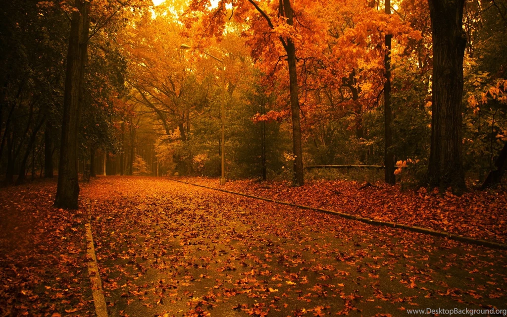 1920x1200 Autumn Forest Desktop PC And Mac Wallpapers