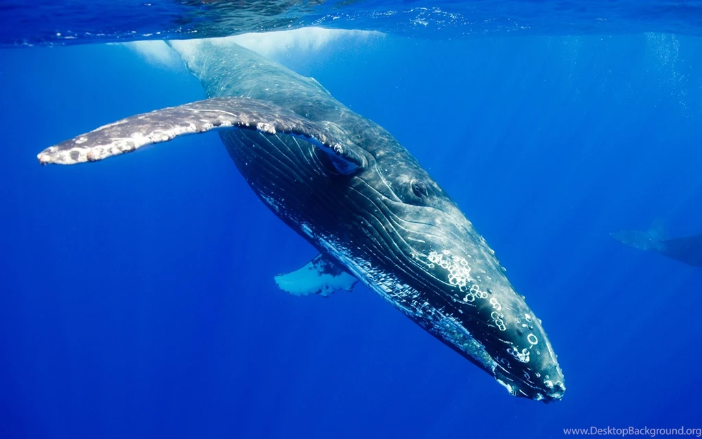 Under The Arctic Ocean Humpback Whales Wallpapers 1680x1050 ...