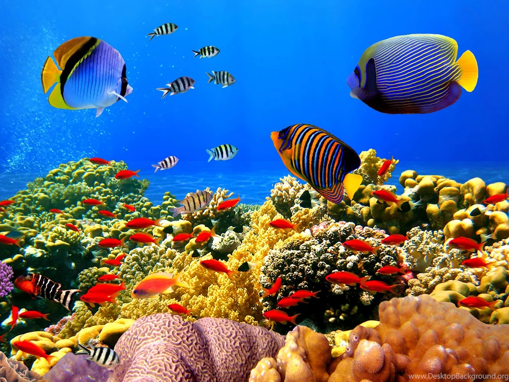 Under Ocean Wallpapers Free Nekeran.com