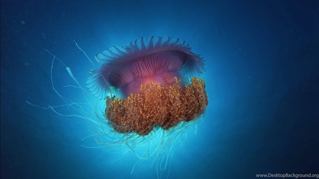 Free Download Description Life Under The Ocean Wallpapers