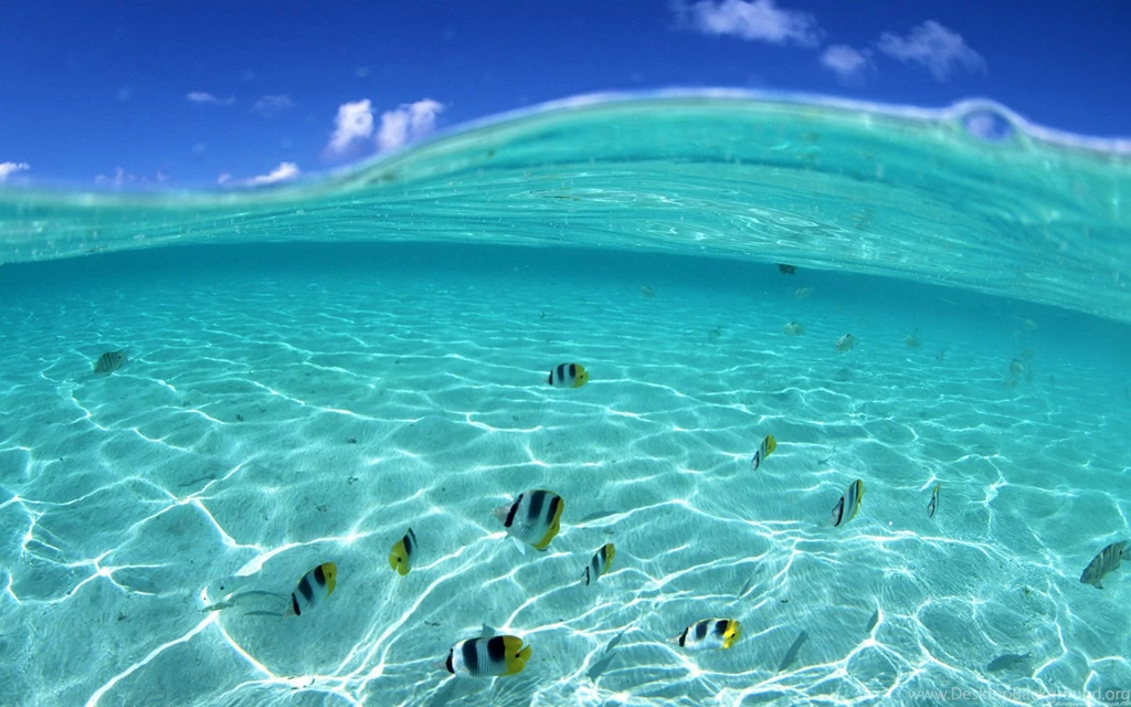 Underwater Wallpapers