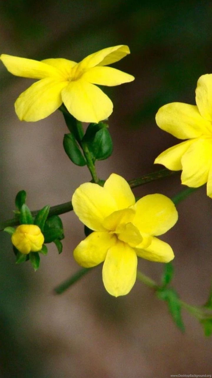 Flower Moto G Wallpapers HD 413, Moto Wallpapers, Motorola Wallpapers