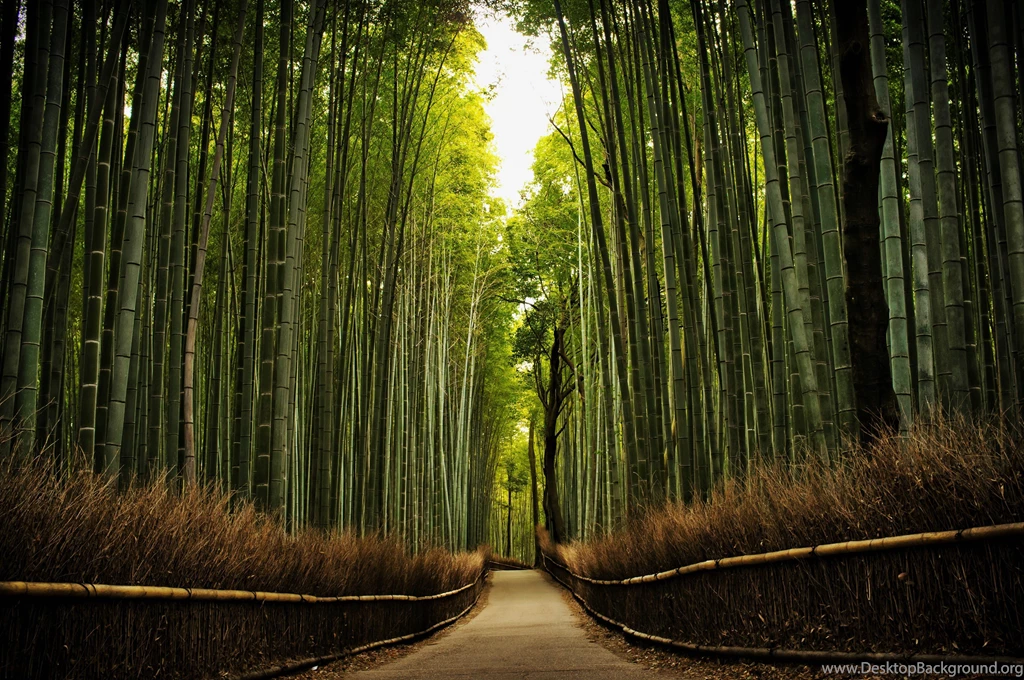 Bamboos (near Tenryuu ji Temple, Kyoto) Desktop Wallpapers
