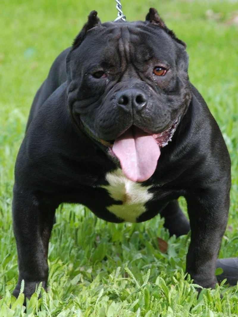 American Bully Photos And Wallpapers. The Beautiful American Bully ...