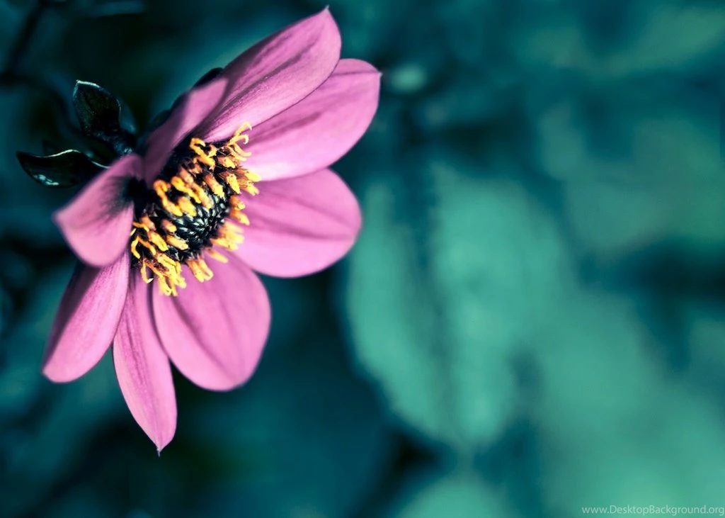 Purple flower wallpapers Winarticles.net
